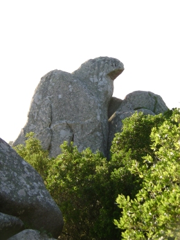 Águia jupiteriana na Serra Sagrada de Sintra